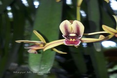 Cymbidium aloifolium